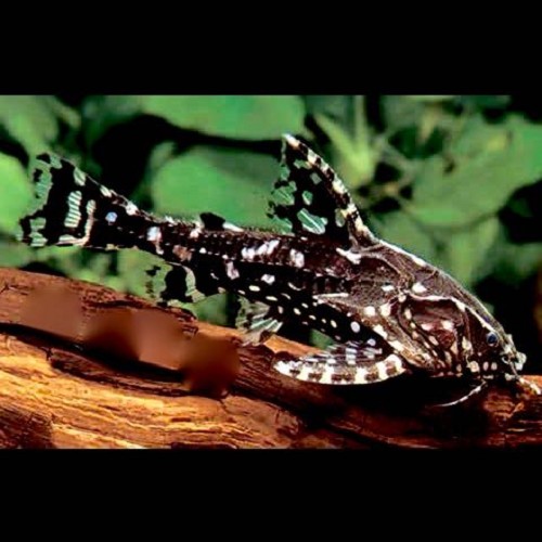 Agamyxis pectinifrons - Kammdornwels SM